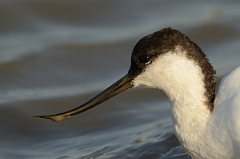 David Plant Photography - Wildlife Photography - Avocet - V